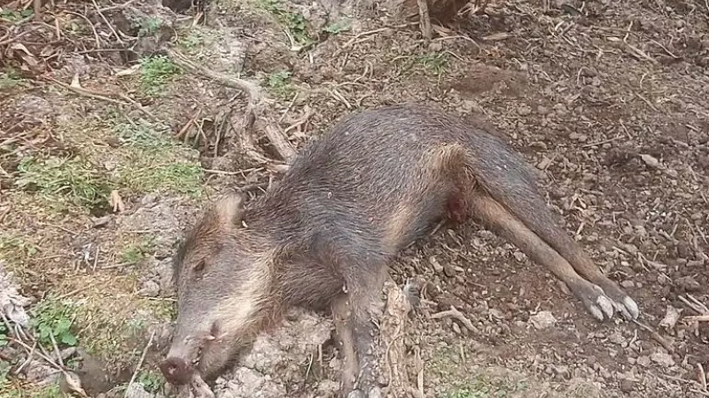 Masiva muerte de animales silvestres por calor extremo en el Chaco paraguayo