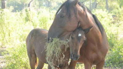 Detectaron casos de encefalomielitis equina en el Chaco