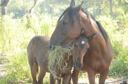 caballos.JPG