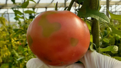 Virus rugoso del tomate: pautas para prevenir su dispersión