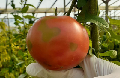 Virus rugoso del tomate: pautas para prevenir su dispersión