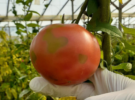 virus-riguso-del-tomate.jpg