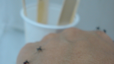 Llueve y proliferan los mosquitos: ¿cómo protegerse para evitar los contagios?