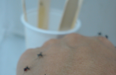 Llueve y proliferan los mosquitos: ¿cómo protegerse para evitar los contagios?