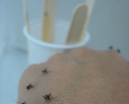 Dengue2.jpg