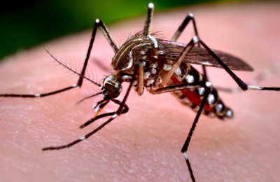 Dengue: récord de casos en todo el país con principal foco en el NEA
