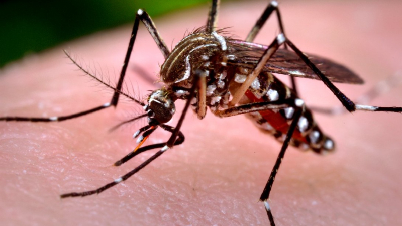 Dengue: récord de casos en todo el país con principal foco en el NEA