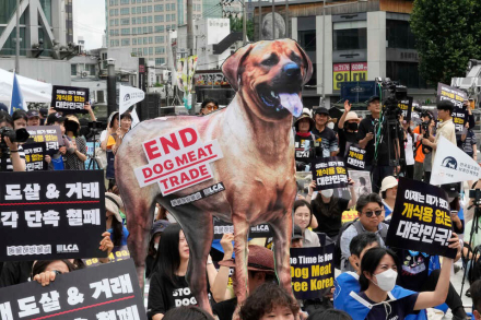 korea-dogmeat3.jpg