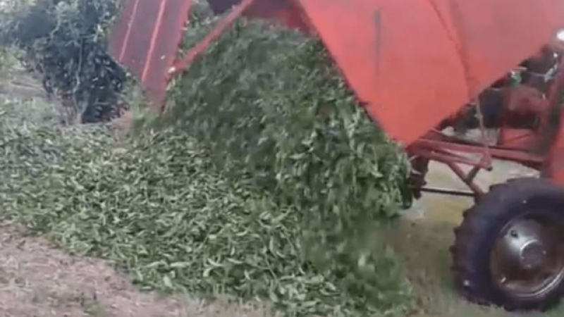 Estados Unidos ajustó sus compras de té y productores tiran millones de kilos al suelo