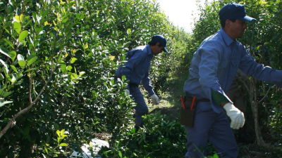 Otra cautelar contra el mega DNU: suspenden artículo que afectaba a productores de yerba
