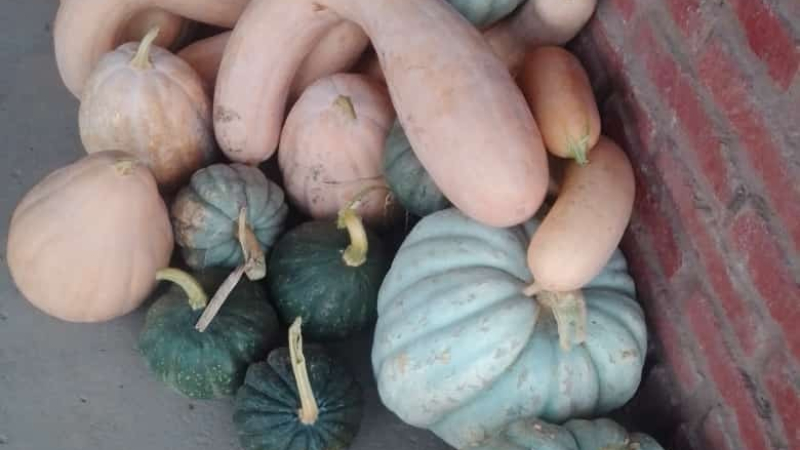 Treinta familias del interior producen alimentos sin agrotóxicos