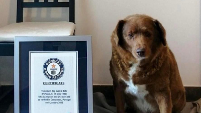 Guinness World Records le suspendió el título al perro más viejo del mundo