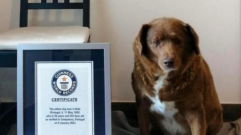 Guinness World Records le suspendió el título al perro más viejo del mundo