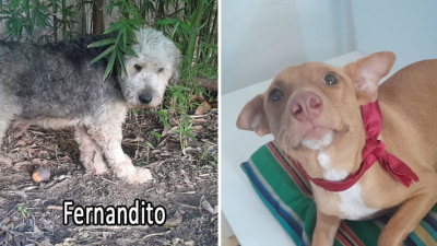 Nikita y Fernandito en adopción