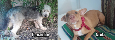 Fernandito-Nikita.jpg