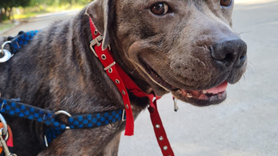 Lola busca una familia