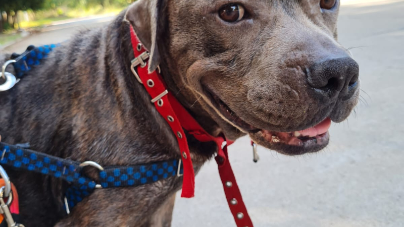Lola busca una familia