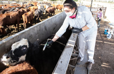 Se inicia la primera campaña anual 2024 de vacunación contra la aftosa