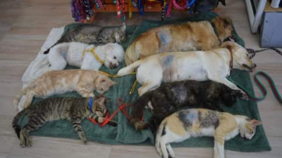 Invitan a tomar conciencia de la importancia de la esterilización animal