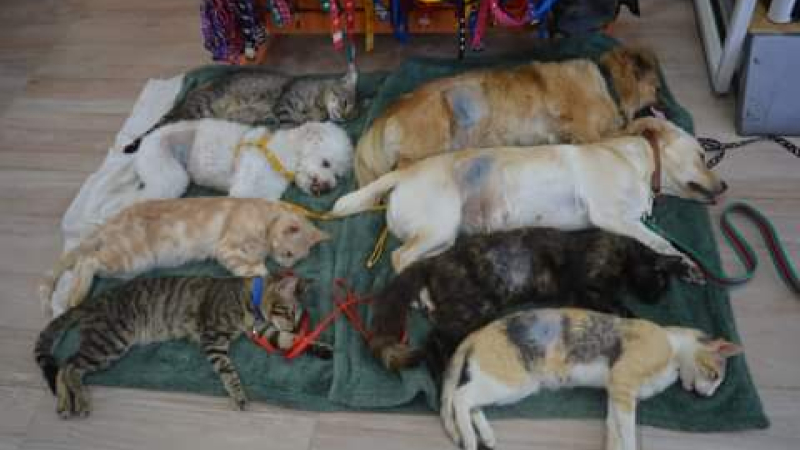 Invitan a tomar conciencia de la importancia de la esterilización animal