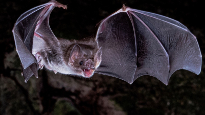 Confirman caso de rabia en un murciélago insectívoro