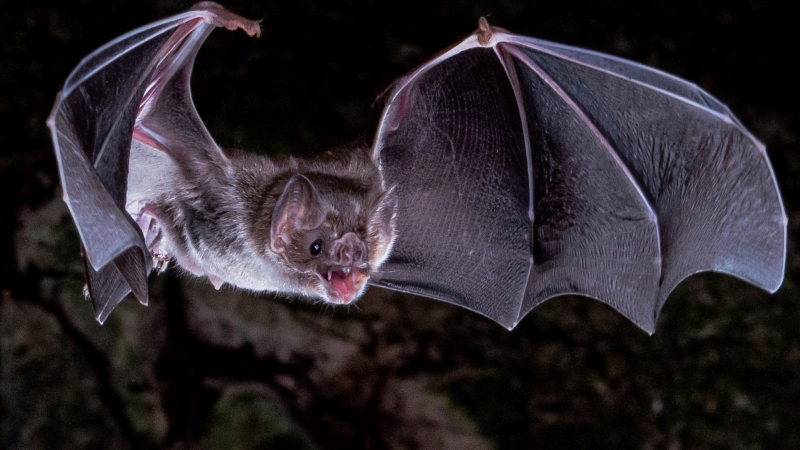 Confirman caso de rabia en un murciélago insectívoro