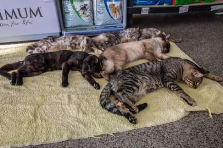 gatos.jpeg