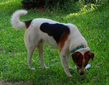 perro.jpg