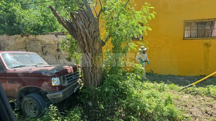 abeja dos.jfif