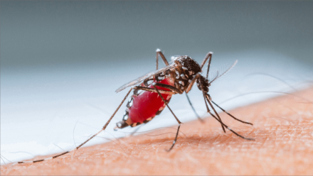 DENGUE2.jpg
