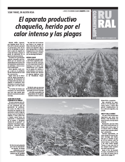 El aparato productivo chaqueño, herido por el calor intenso y las plagas