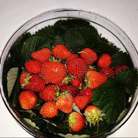 frutilla2.jpg