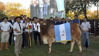Corrientes: las razas Braford, Brangus, Brahman y Hampshire Down en acción