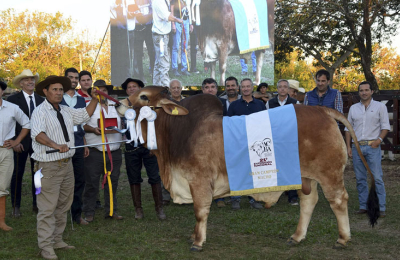 Corrientes: las razas Braford, Brangus, Brahman y Hampshire Down en acción