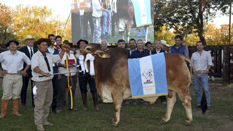 Corrientes: las razas Braford, Brangus, Brahman y Hampshire Down en acción