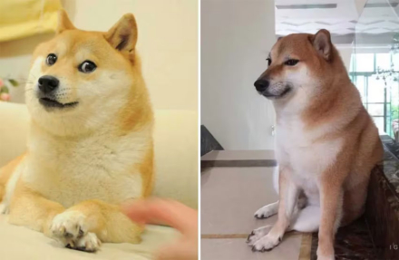 kabosu6.jpg