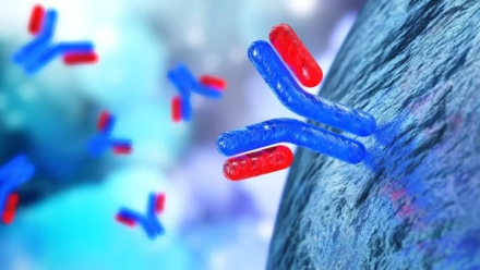 anticuerpos monoclonales.jpg