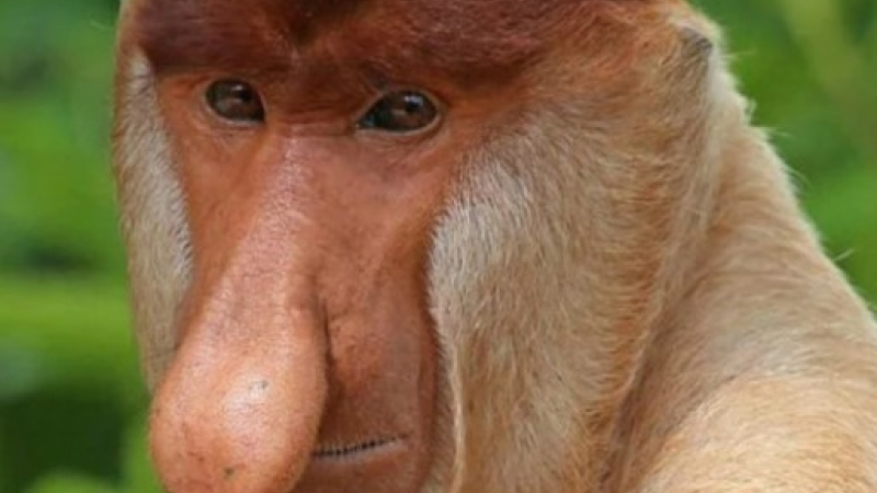 Los "monos más feos del mundo" atraen a las hembras con su nariz