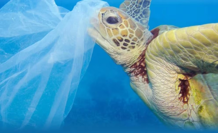 oceanos tortuga.jpg