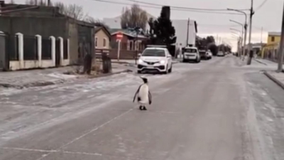 Pingüinos en la calle y fuentes congeladas, postales del crudo invierno argentino