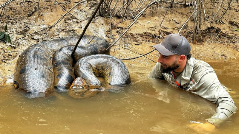 Extraordinaria experiencia de un veterinario chaqueño al encontrarse por primera vez con una anaconda gigante en el Amazonas