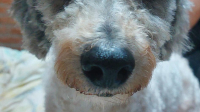 Buscan a Pedro, un caniche perdido en Resistencia