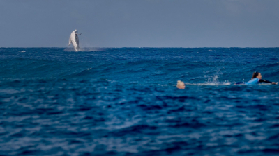 Una ballena se robó toda la atención en plena competencia de surf