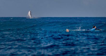 ballena.jpg