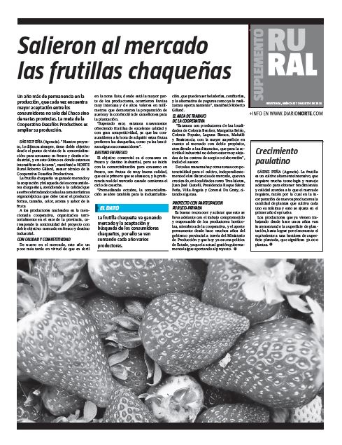 Salieron al mercado las frutillas chaqueñas