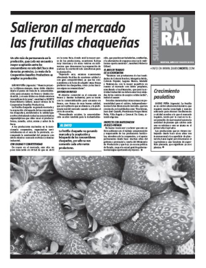 Salieron al mercado las frutillas chaqueñas