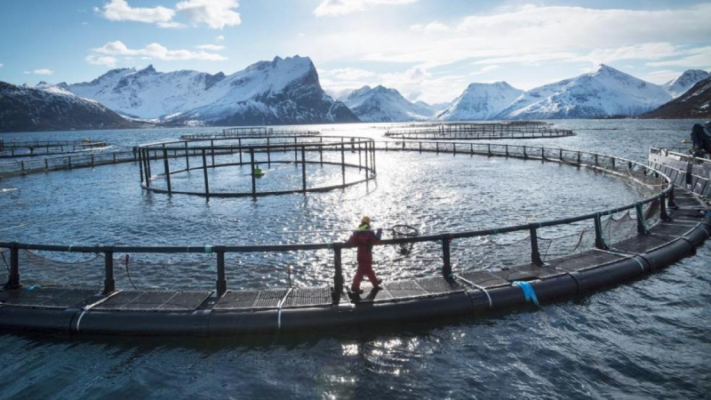 Noruega: la industria de cría del salmón enfrenta un panorama helado