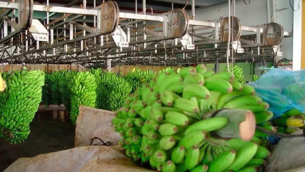platano descartado2.jpg