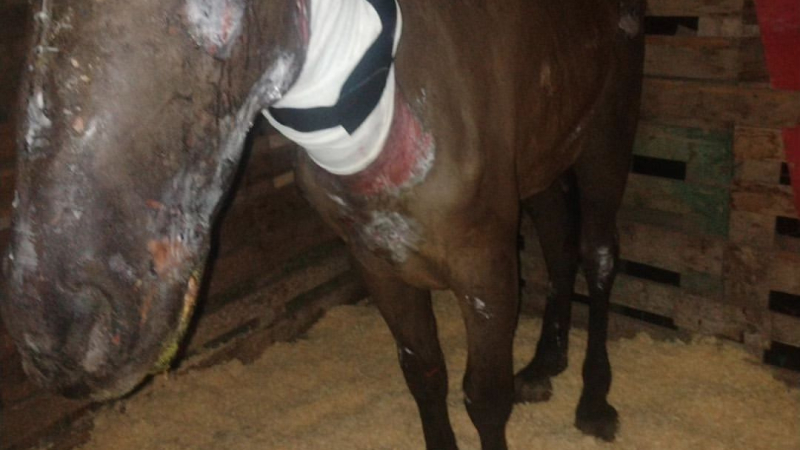 Murió Léon, el caballo al que prendieron fuego en Barranqueras