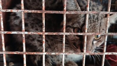 Rescataron un gato montés en un establecimiento ganadero